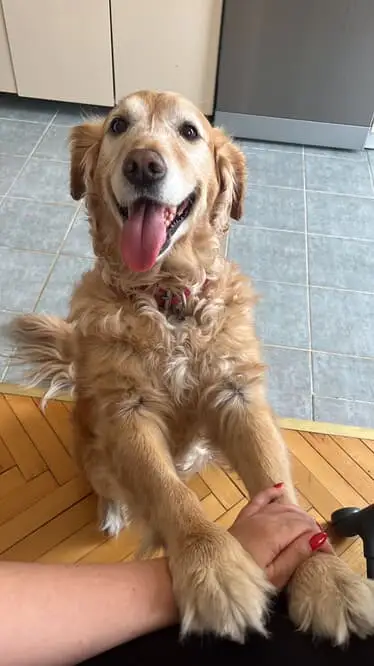 Dişi Golden Model/Reklam Oyuncusu