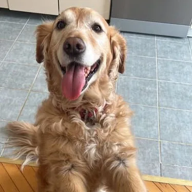 Dişi Golden Model/Reklam Oyuncusu